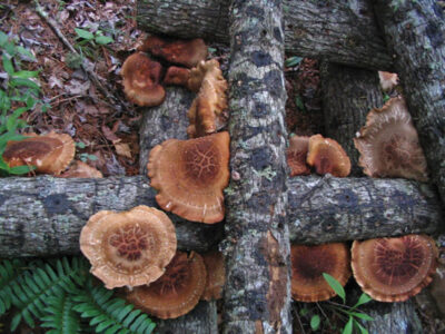 Grow Your Own Shiitake Mushrooms Image